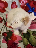 processed/788049e1-b842-40b5-b072-4e0001677a35/listing/f218f3e2-1a48-4f7c-bf12-6f7ec0500d1f/a27280cd-66ae-4588-afc7-caadaea7b4ab