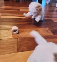 Milo, a male Maltipoo and Maltese for sale in Fort Wayne, IN – Photo 3 of 9