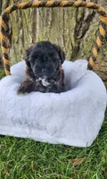 Paisley , a female Yorkshire Terrier and Morkie for sale in Fort Wayne, IN – 4 of 8