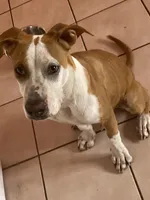 Ace, a male German Shepherd Dog and American Pit Bull Terrier for sale in Orlando, FL – Photo 2 of 2