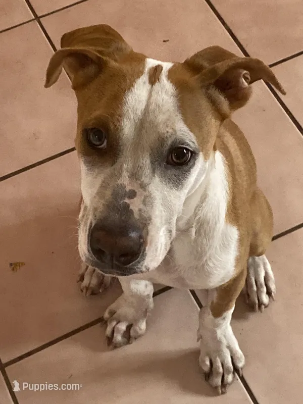 Ace – German Shepherd Dog, American Pit Bull Terrier puppy for sale in Orlando, FL