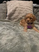 No name yet yet, a female Poodle - Toy  for sale in Tulare, CA – 10 of 10