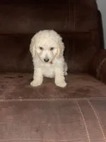 No name yet, a male Poodle - Toy  for sale in Tulare, CA – 10 of 10