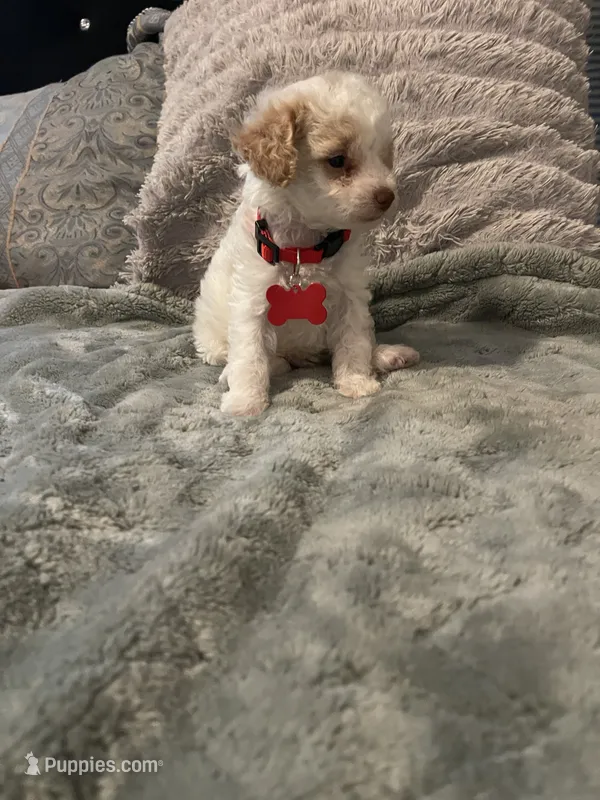 No name yet – Poodle - Toy  puppy for sale in Tulare, CA