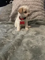 No name yet, a male Poodle - Toy  for sale in Tulare, CA – 1 of 8
