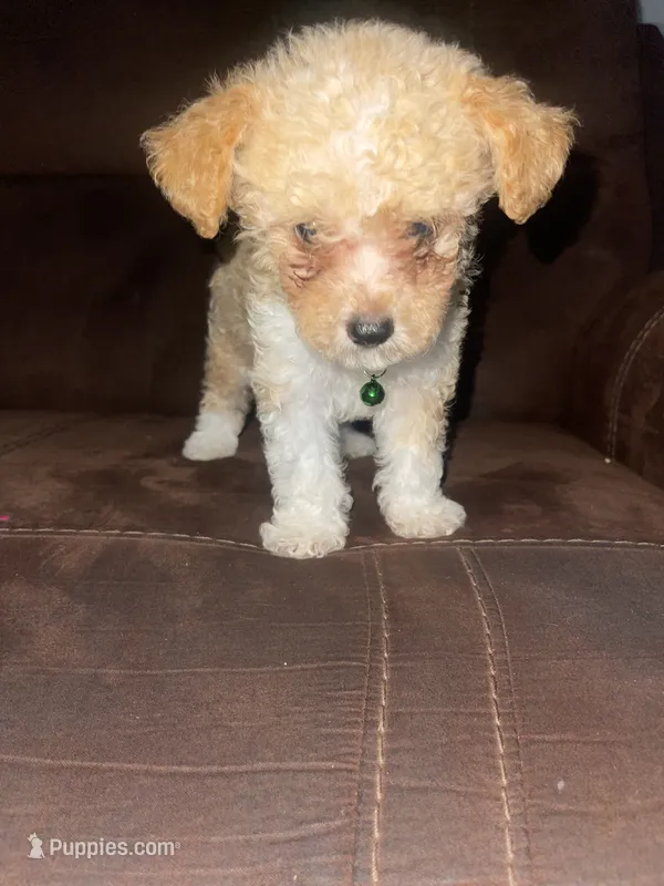 No name yet – Poodle - Toy  puppy for sale in Tulare, CA