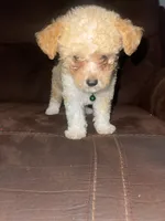 No name yet, a male Poodle - Toy  for sale in Tulare, CA – 1 of 9