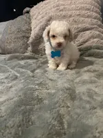 No name yet, a male Poodle - Toy  for sale in Tulare, CA – 7 of 10