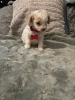 No name yet, a male Poodle - Toy  for sale in Tulare, CA – 5 of 8