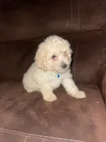 No name yet, a male Poodle - Toy  for sale in Tulare, CA – 1 of 10