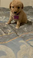 No name yet, a female Poodle - Toy  for sale in Tulare, CA – 2 of 6