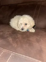 No name yet, a male Poodle - Toy  for sale in Tulare, CA – 9 of 10