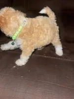 No name yet, a male Poodle - Toy  for sale in Tulare, CA – 3 of 9