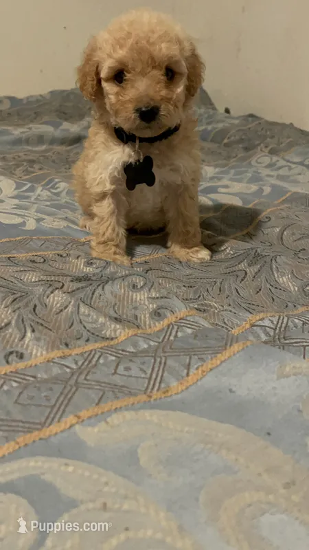No name yet – Poodle - Toy  puppy for sale in Tulare, CA