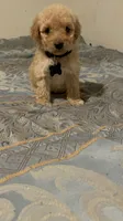 No name yet, a male Poodle - Toy  for sale in Tulare, CA – 1 of 3