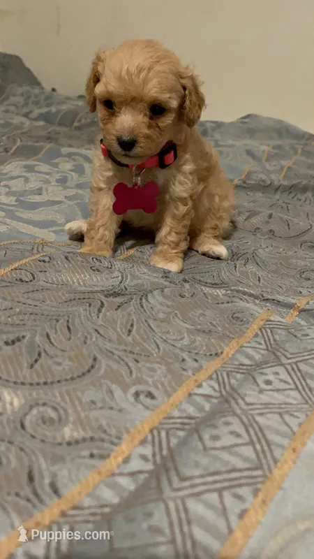 No name yet – Poodle - Toy  puppy for sale in Tulare, CA