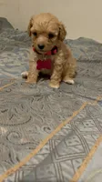 No name yet, a female Poodle - Toy  for sale in Tulare, CA – 1 of 9