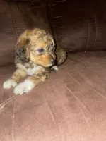 No name yet , a female Poodle - Toy  for sale in Tulare, CA – 5 of 10