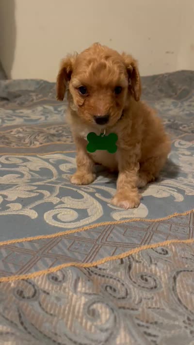 No name yet, a male Poodle - Toy  for sale in Tulare, CA – 9 of 9