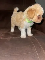 No name yet, a male Poodle - Toy  for sale in Tulare, CA – 5 of 9
