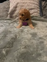 No name yet yet, a female Poodle - Toy  for sale in Tulare, CA – 2 of 10