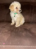  No name yet , a male Poodle - Toy  for sale in Tulare, CA – 1 of 6