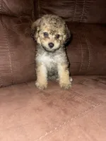 No name yet, a female Poodle - Toy  for sale in Tulare, CA – 3 of 8