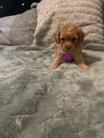 No name yet yet, a female Poodle - Toy  for sale in Tulare, CA – 5 of 10