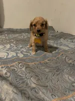 No name yet, a male Poodle - Toy  for sale in Tulare, CA – 2 of 9