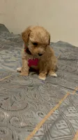 No name yet, a female Poodle - Toy  for sale in Tulare, CA – 8 of 9