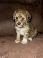 No name yet , a female Poodle - Toy  for sale in Tulare, CA – 2 of 10