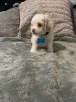 No name yet, a male Poodle - Toy  for sale in Tulare, CA – 6 of 10