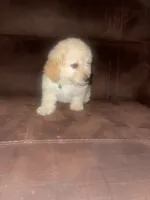 No name yet, a male Poodle - Toy  for sale in Tulare, CA – 6 of 10