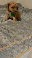 No name yet, a male Poodle - Toy  for sale in Tulare, CA – 5 of 9