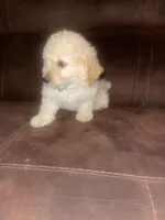No name yet, a male Poodle - Toy  for sale in Tulare, CA – 7 of 10