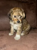No name yet , a female Poodle - Toy  for sale in Tulare, CA – 7 of 10