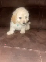 No name yet, a male Poodle - Toy  for sale in Tulare, CA – 3 of 10