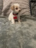 No name yet, a male Poodle - Toy  for sale in Tulare, CA – 8 of 8