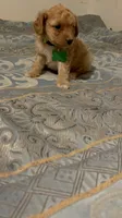 No name yet, a male Poodle - Toy  for sale in Tulare, CA – 2 of 9