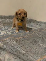 No name yet, a male Poodle - Toy  for sale in Tulare, CA – 7 of 9