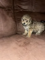No name yet, a female Poodle - Toy  for sale in Tulare, CA – 8 of 8
