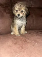 No name yet, a female Poodle - Toy  for sale in Tulare, CA – 7 of 8