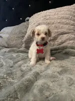 No name yet, a male Poodle - Toy  for sale in Tulare, CA – 2 of 8
