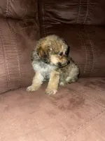 No name yet, a female Poodle - Toy  for sale in Tulare, CA – 4 of 8