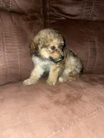 No name yet, a female Poodle - Toy  for sale in Tulare, CA – 2 of 8