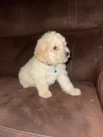 No name yet, a male Poodle - Toy  for sale in Tulare, CA – 4 of 10