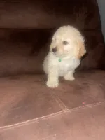 No name yet, a male Poodle - Toy  for sale in Tulare, CA – 5 of 10