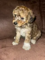 No name yet , a female Poodle - Toy  for sale in Tulare, CA – 6 of 10