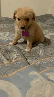 No name yet, a female Poodle - Toy  for sale in Tulare, CA – 5 of 6