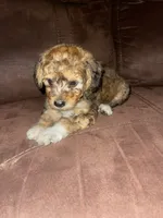 No name yet , a female Poodle - Toy  for sale in Tulare, CA – 9 of 10